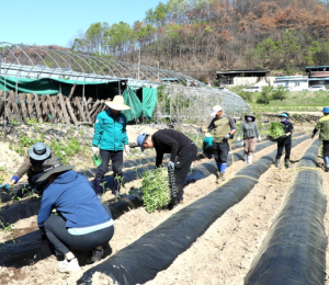 안동시청 직원봉사단, 산불피해 복구에 구슬땀